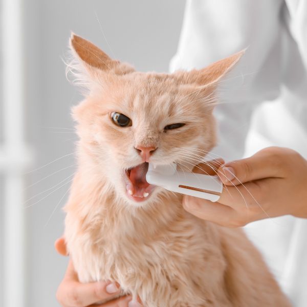 a person brushing cats teeth